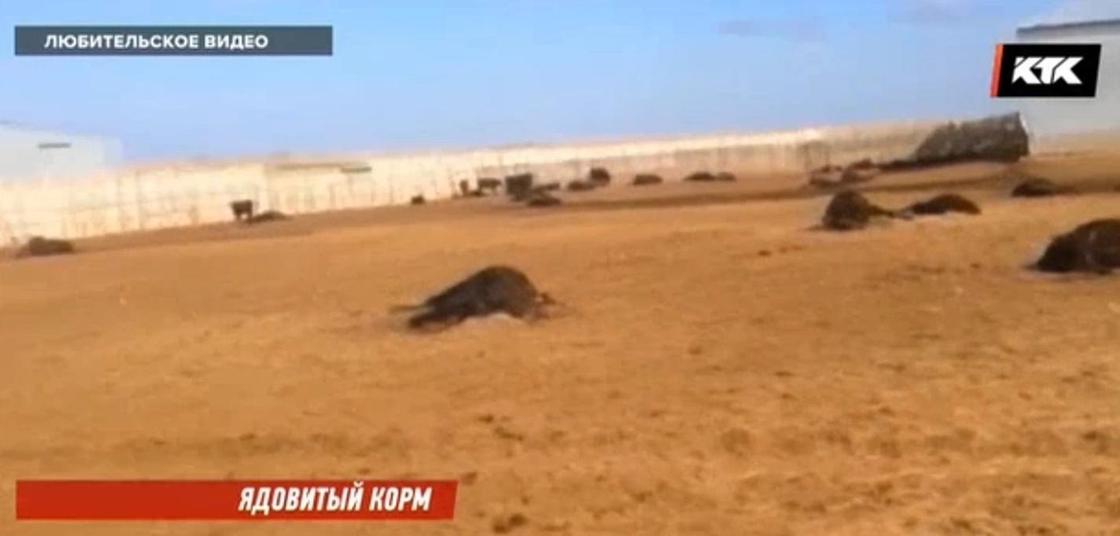 Около 130 коров а Актюбинской области погибли из-за сорняка