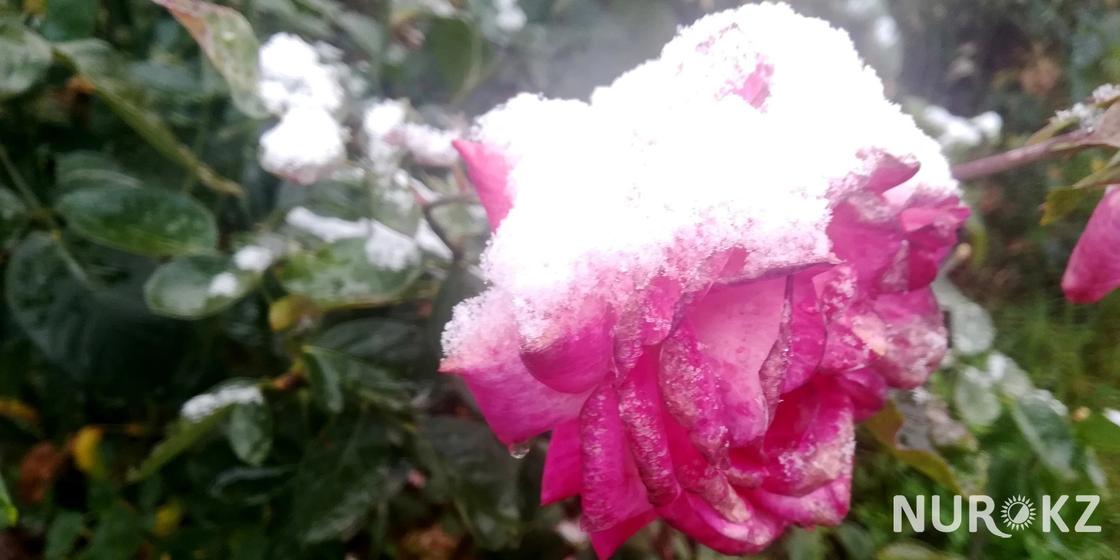 «Теплый осенний снег»: Алматы занесло первым снегом