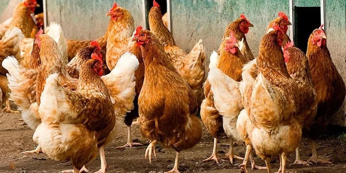 Кыргызстан ввел запрет на ввоз мяса птицы и яиц из Казахстана