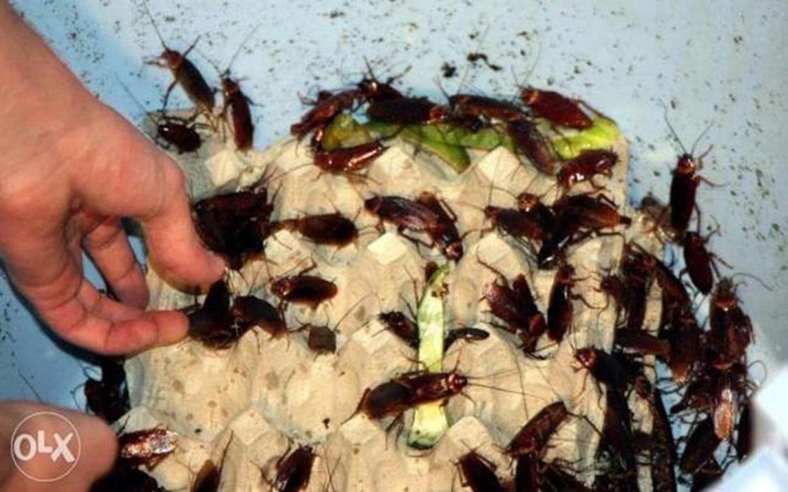 Тараканами торгуют в Казнете (фото)