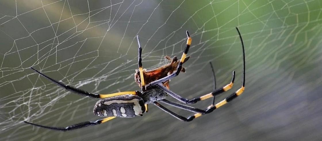 Четыре школы закрыли из-за нашествия самых опасных пауков