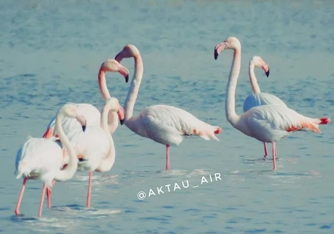 Житель Актау запечатлел на видео танцы розовых фламинго
