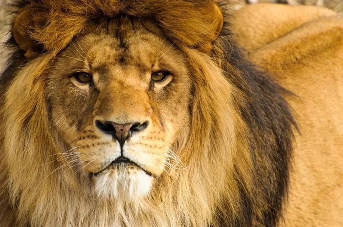 Мужчины похитили и избивали 12-летнюю девочку в Эфиопии, но на ее защиту встали львы