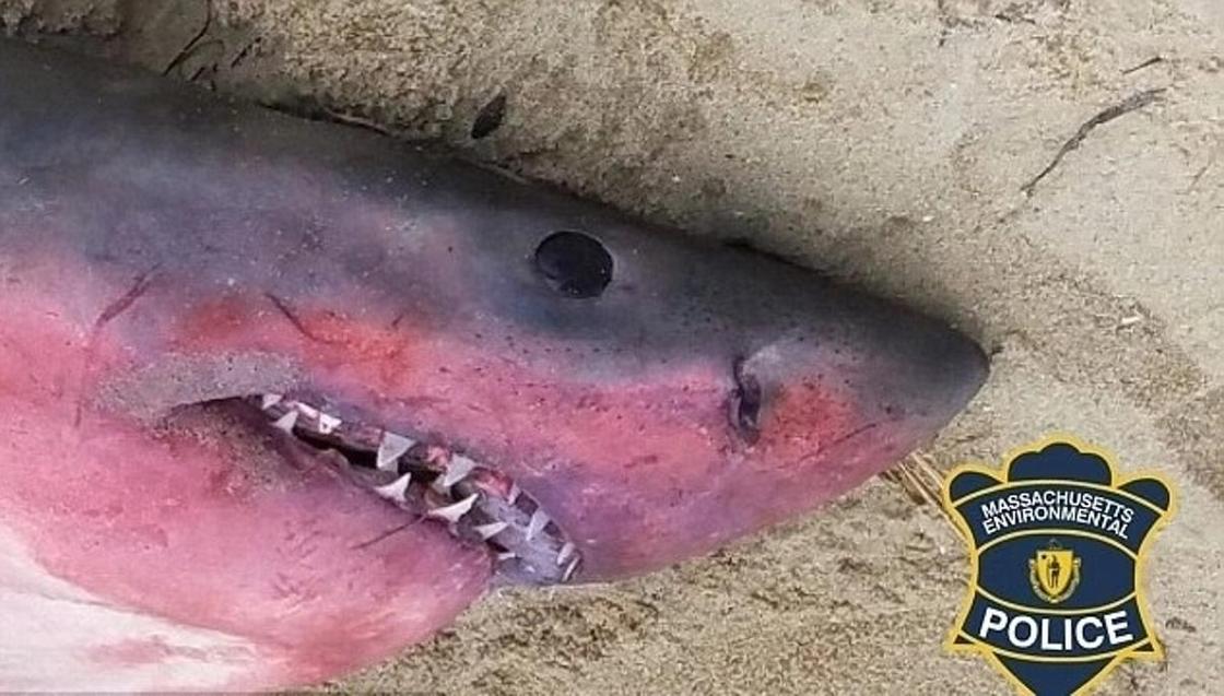 Мертвую акулу-людоеда выбросило на пляж: ее странный вид поразил ученых