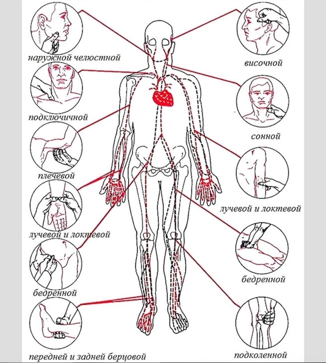 Артерии на теле человека схема