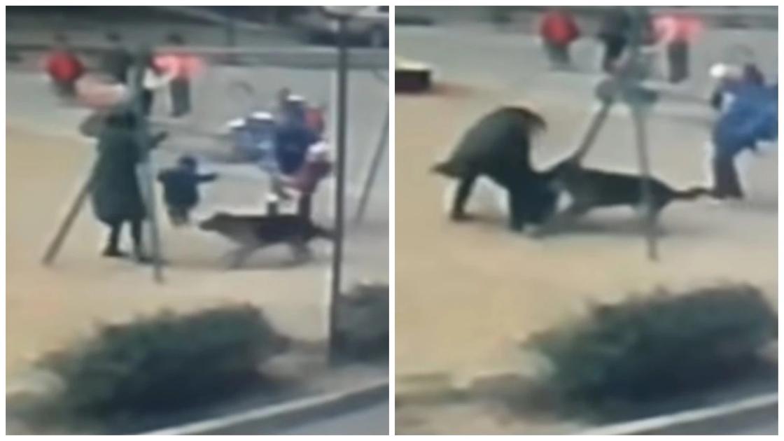 Овчарка напала на ребенка близ Алматы (видео)