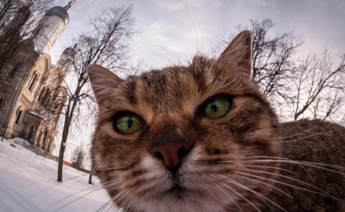 Cамые умные животные мира Cамые умные животные мира