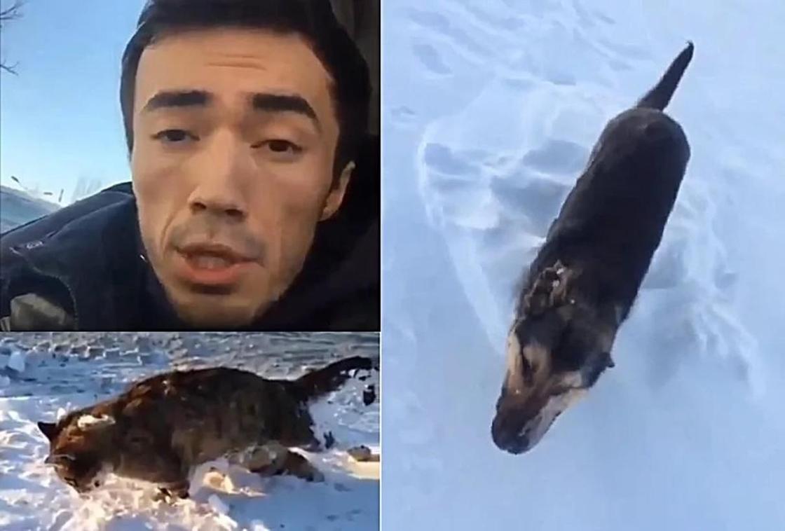 Астанчане издеваются над замерзшими в минус 40 трупами кошек и собак (видео)