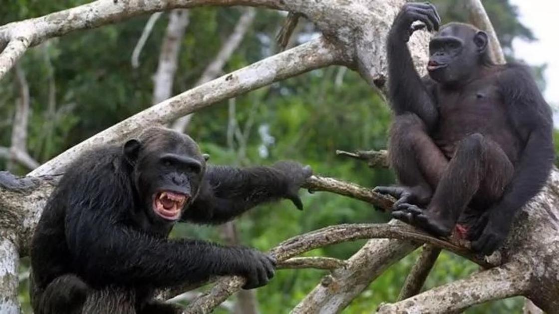 Что стало причиной кровавой четырехлетней войны среди шимпанзе? Разбираются ученые