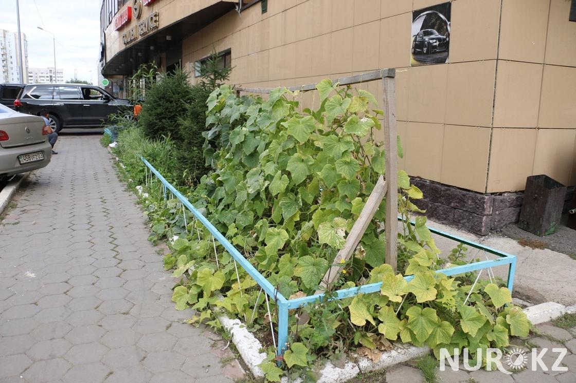 В Астане автомойщики засадили клумбы у элитного отеля огурцами и помидорами