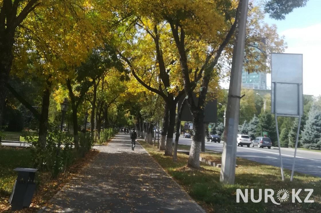 Деревья как пальмы: экологи бьют тревогу из-за обрезки веток в Алматы