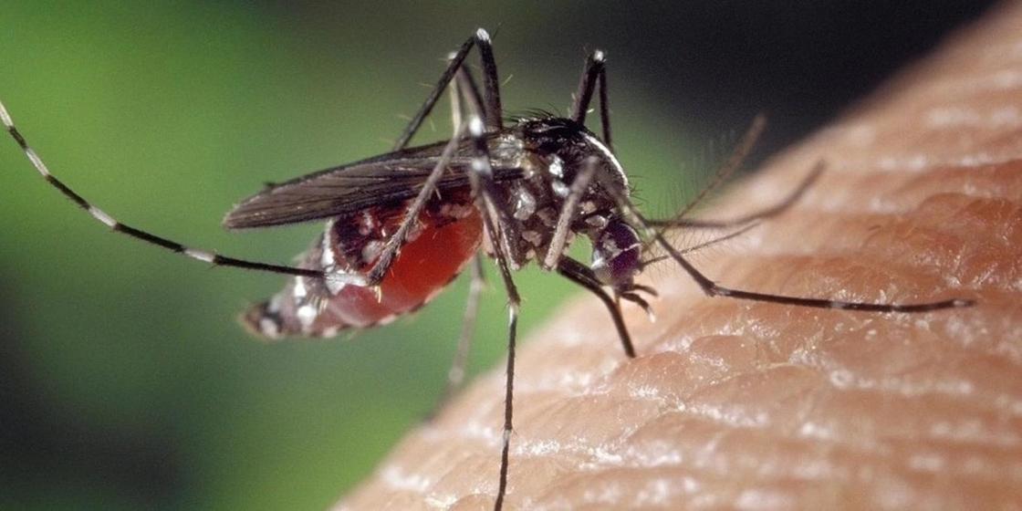 Девушка скончалась после укуса комара в Астане