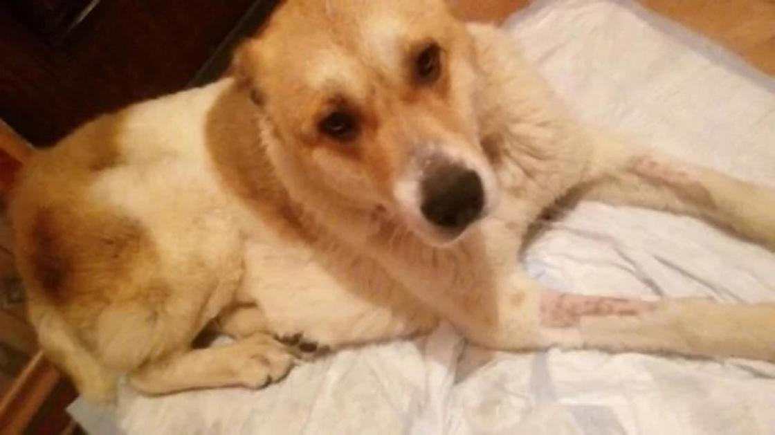 Собаку, которой перерезали горло, спасли в Усть-Каменогорске