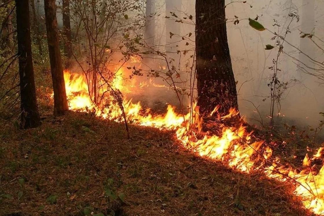 Сібірде орман өртеніп жатыр Сібірде орман өртеніп жатыр