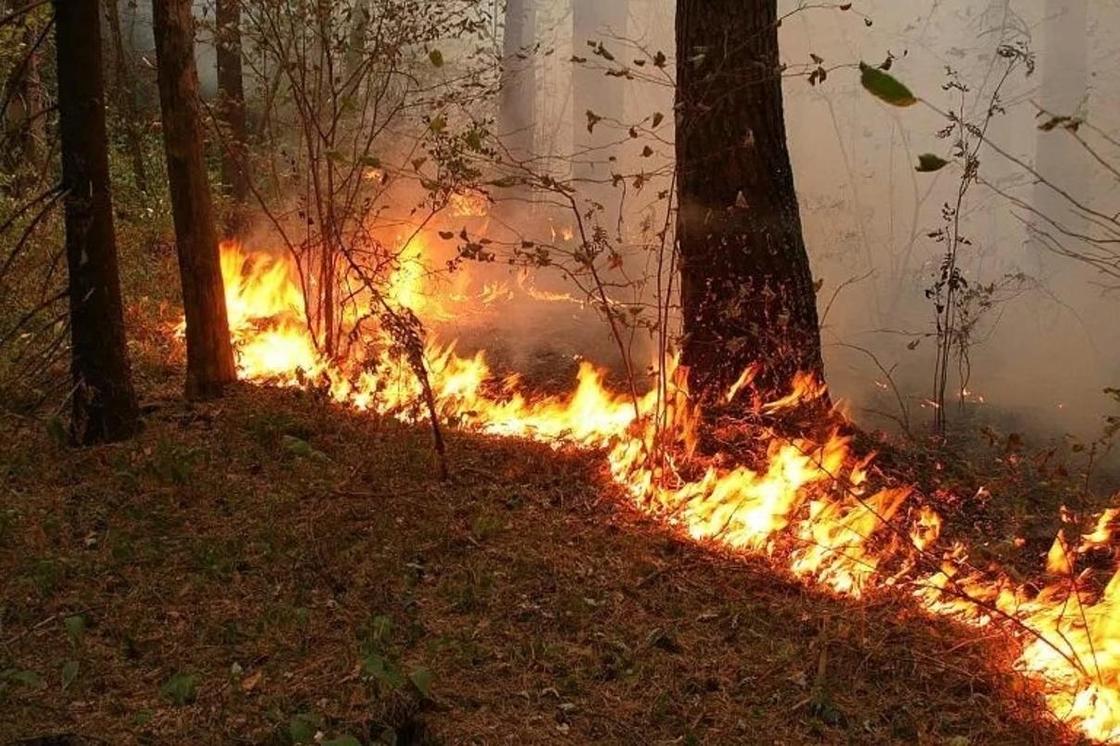 Сібірде орман өртеніп жатыр