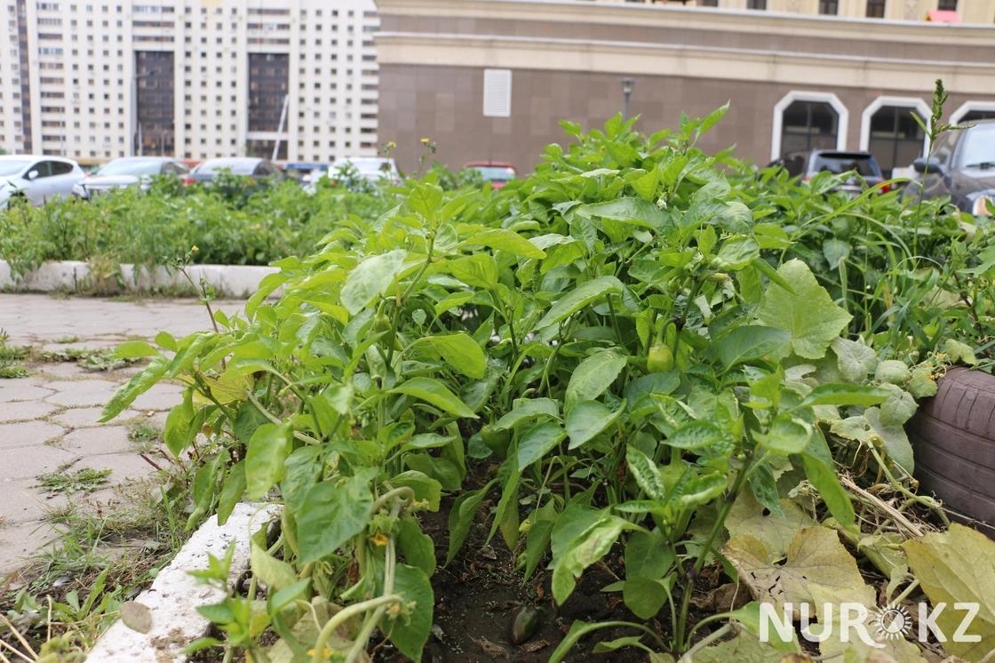 В Астане автомойщики засадили клумбы у элитного отеля огурцами и помидорами