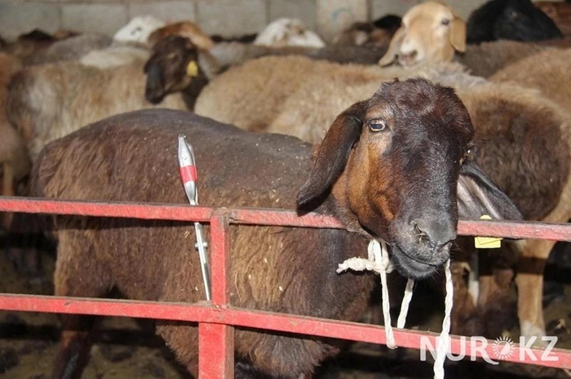 «Скупают как хлеб»: о продажах и стоимости баранов перед Курбан айт рассказали алматинцам