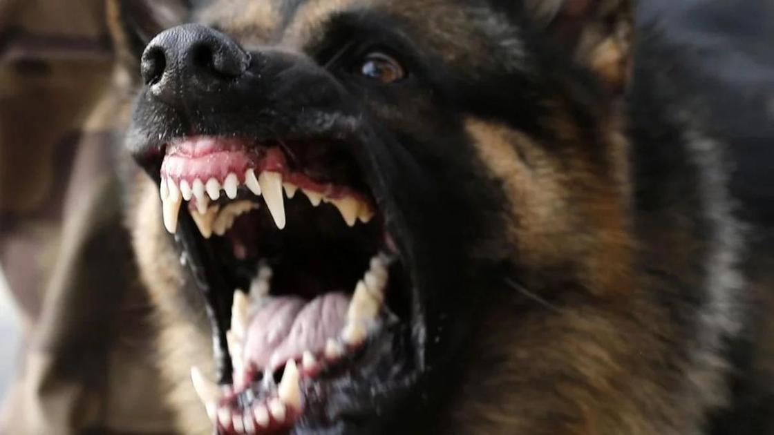 Собака загрызла свою хозяйку насмерть в Уральске Собака загрызла свою хозяйку насмерть в Уральске