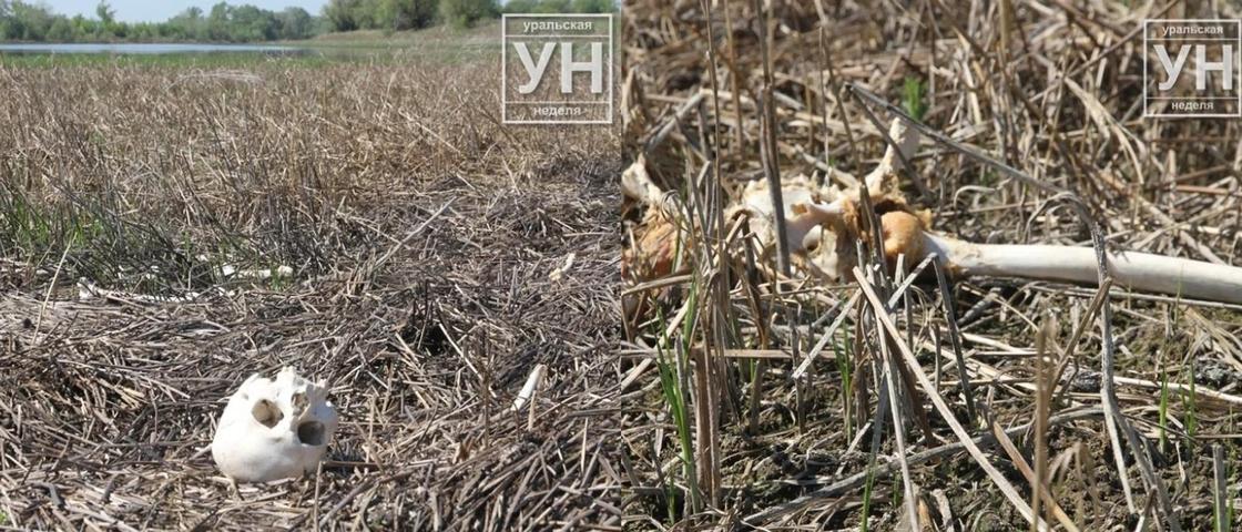 Полиция завела дело по факту обнаружения костей человека близ Уральска Полиция завела дело по факту обнаружения костей человека близ Уральска