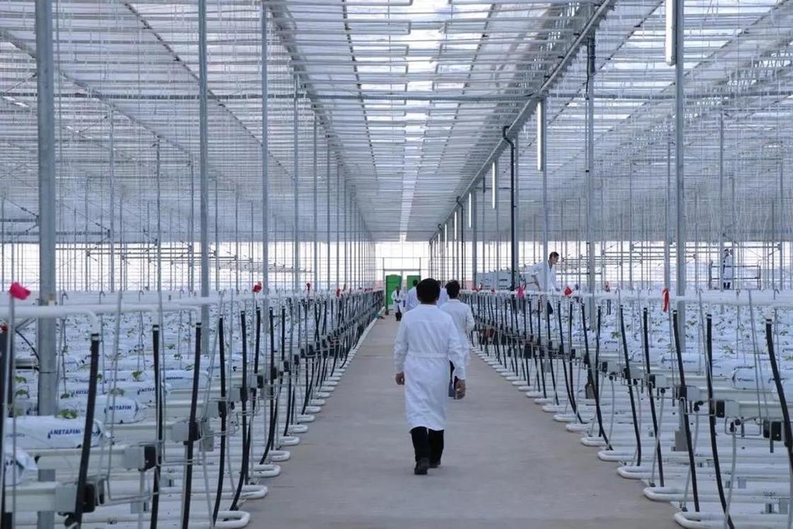 Новая теплица в Атырауской области покроет потребность в овощах целого района