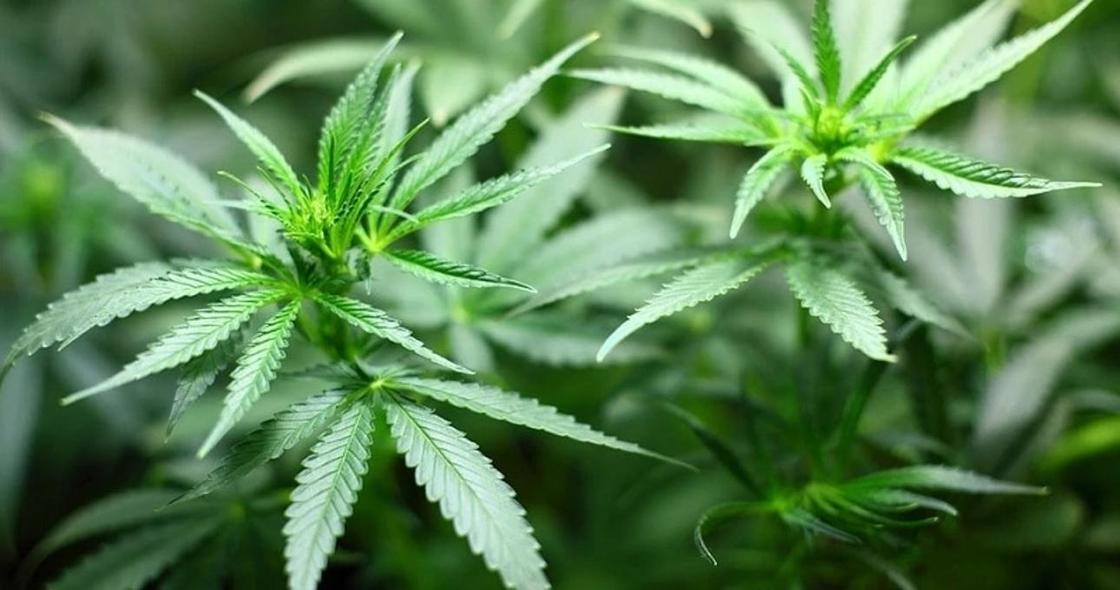 В Канаде на пятый день легализации закончилась вся марихуана