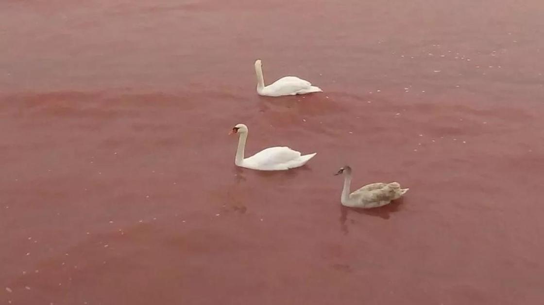 Воды Каспия стали красными в Актау (фото, видео)