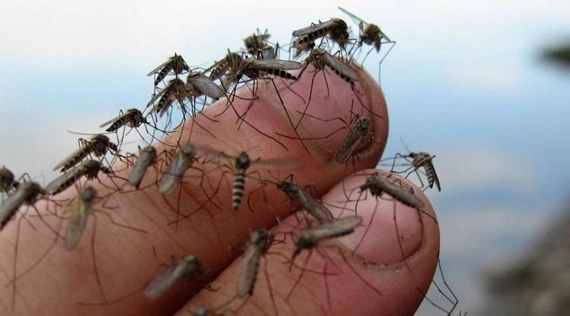 Астанчане страдают от полчищ комаров