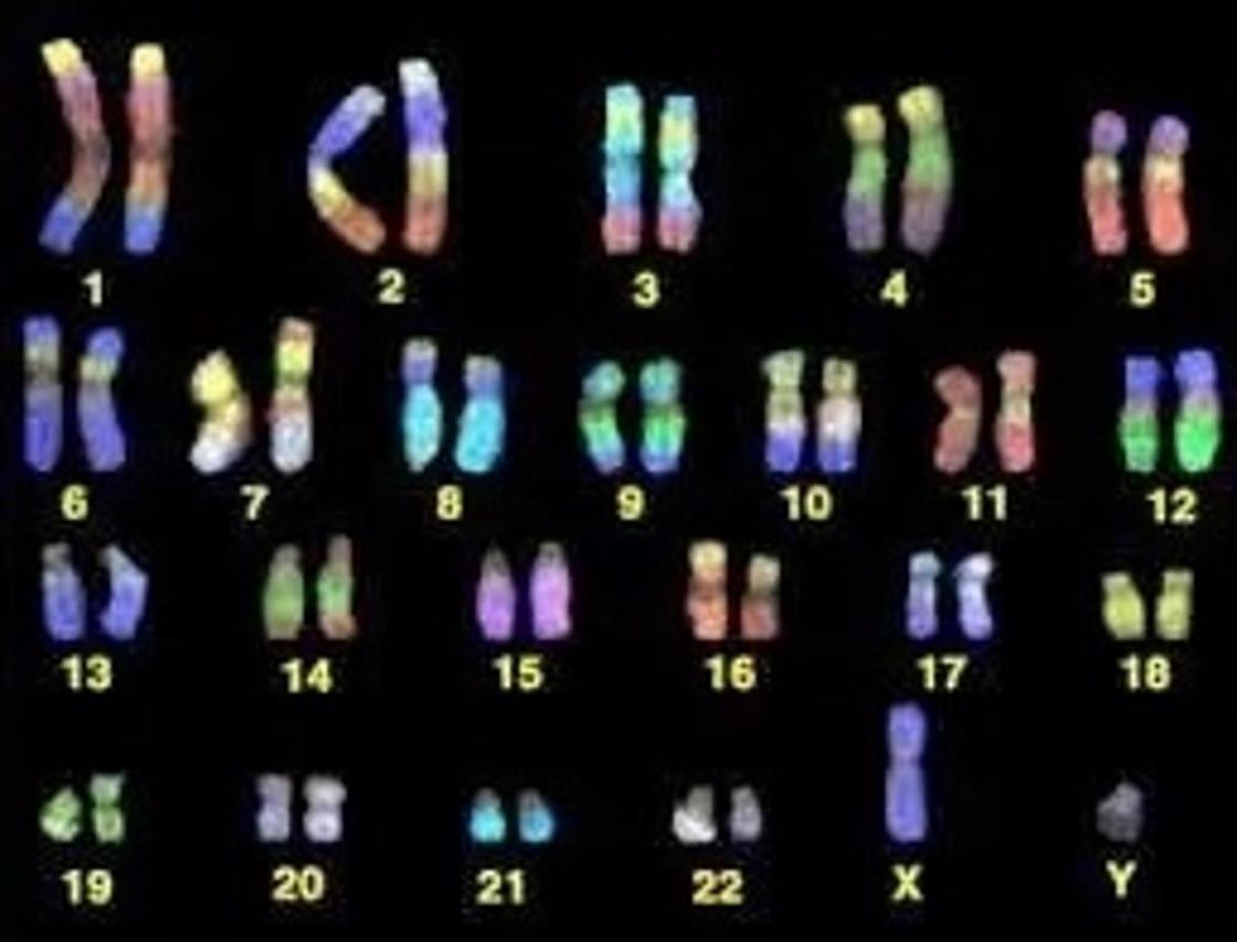 Сколько хромосом у человека здорового?