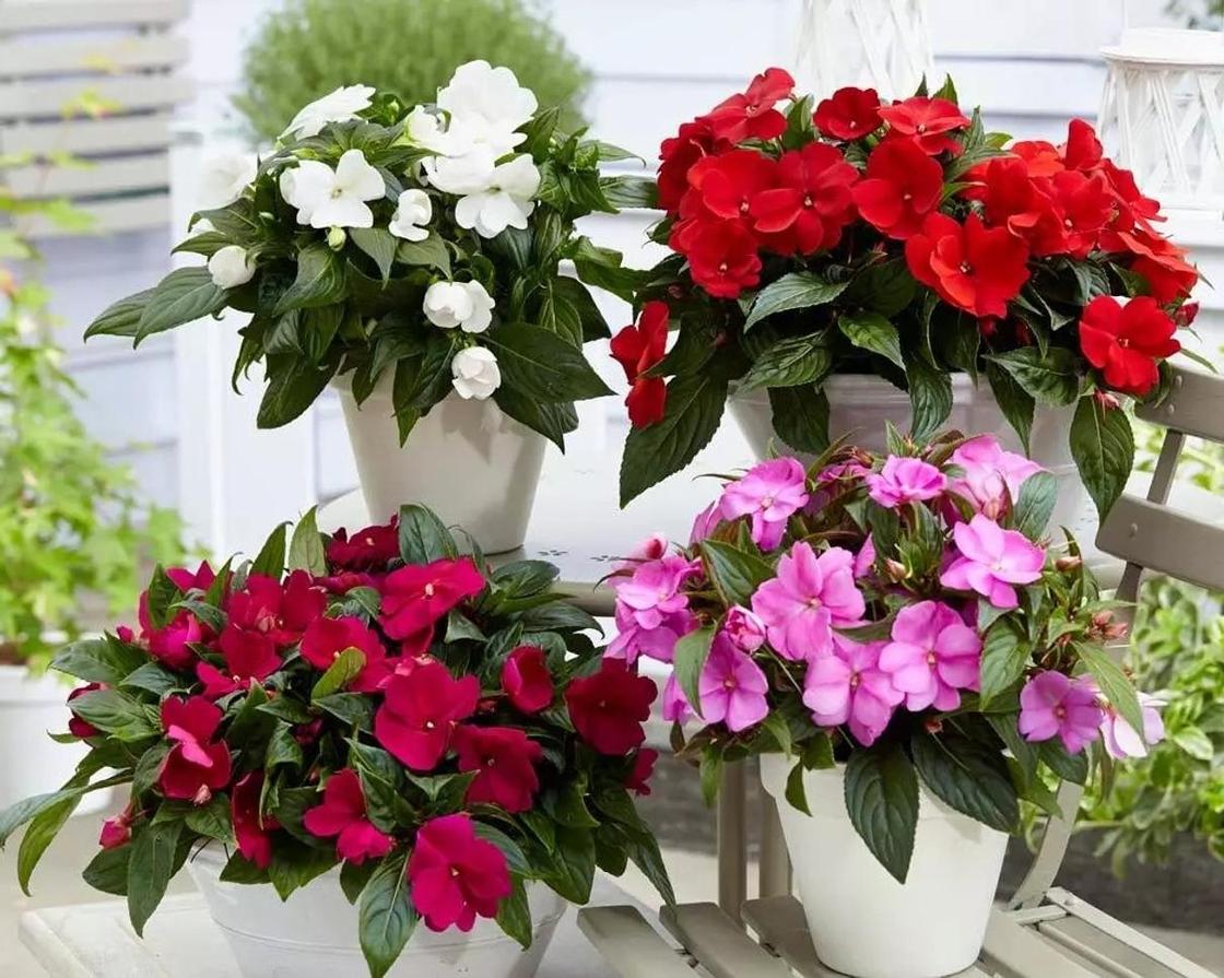Цветок по фото узнать название комнатные цветы онлайн бесплатно
