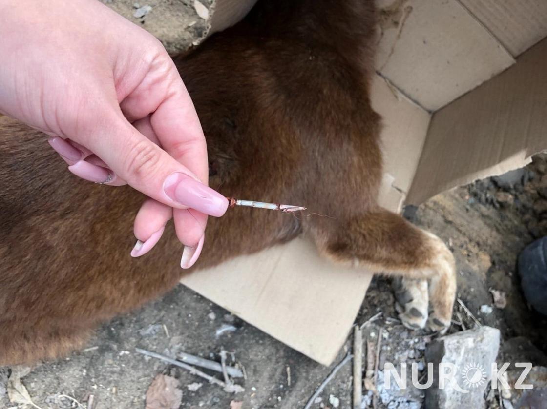 Незаконный отстрел собак шокировал карагандинцев