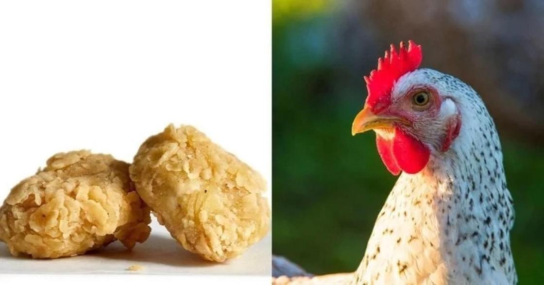 Специально для вегетарианцев: изобрели наггетсы из куриных перьев (видео)