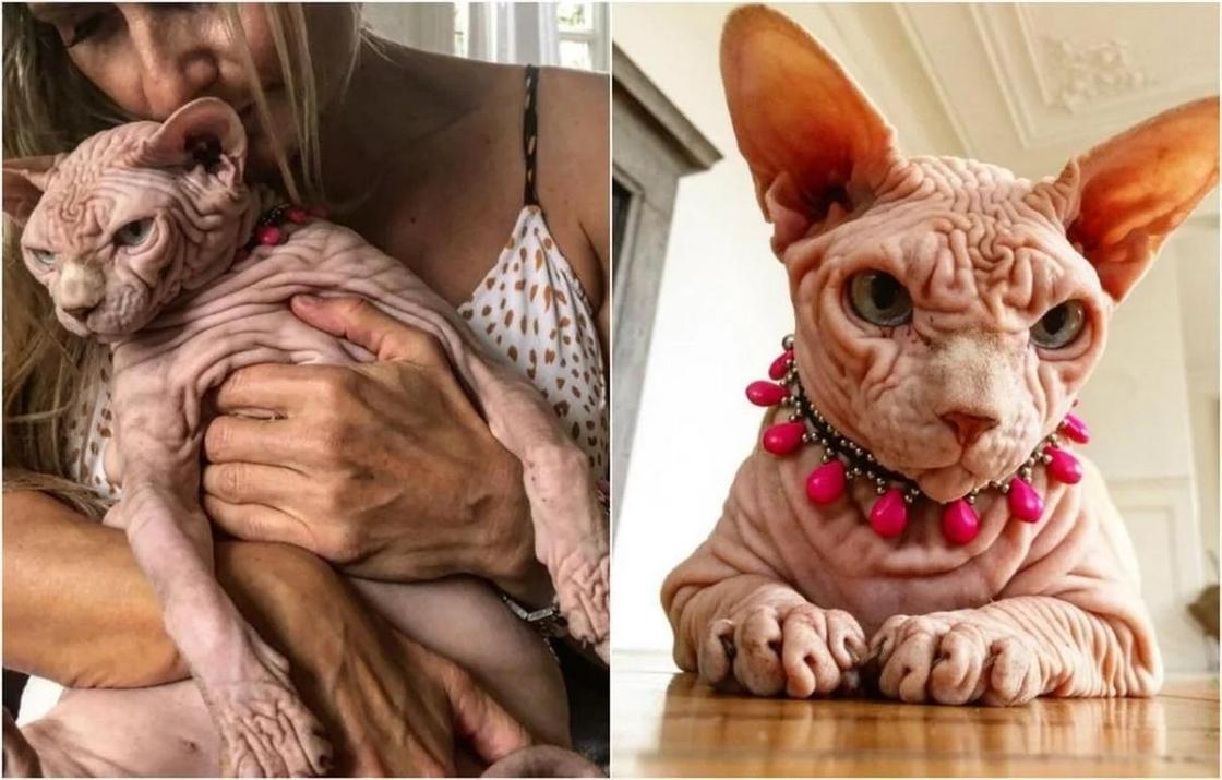 Лысый кот с суровым взглядом набирает популярность в Instagram
