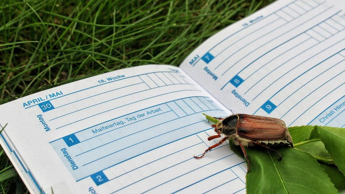 На траве лежит открытый дневник. По нему ползет майский жук и лежит зеленый лист