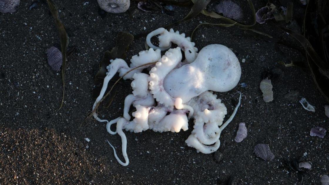 Погибший осьминог на Камчатке