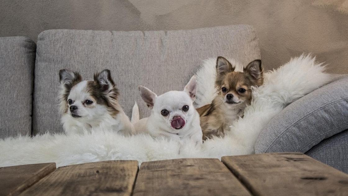 На диване лежат три маленьких чихуахуа. Две собаки динношерстные, а одна из них гладкошерстная