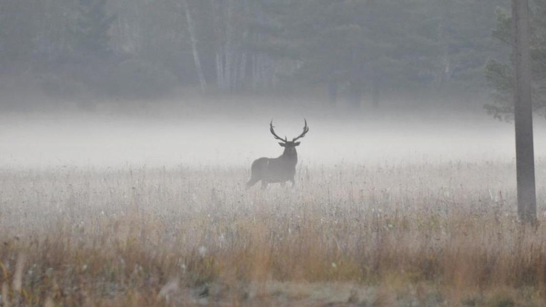 Олень