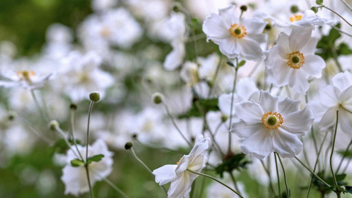 Белые цветы анемон