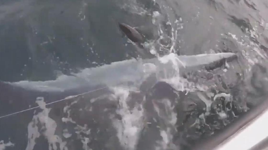 Акула в воде около лодки Акула в воде около лодки