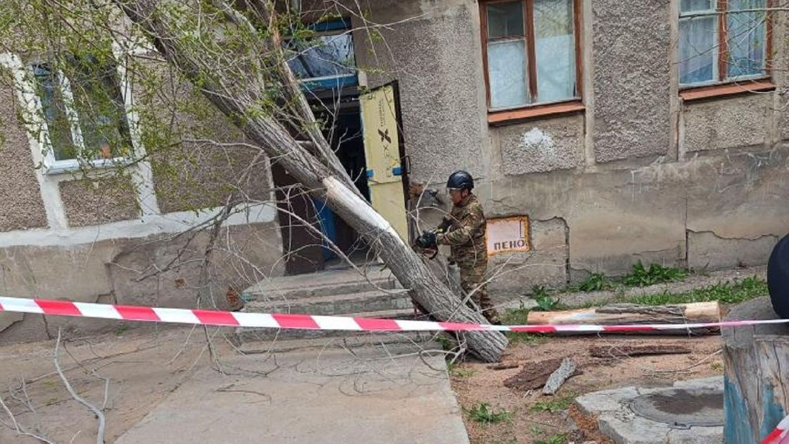 Дерево упало