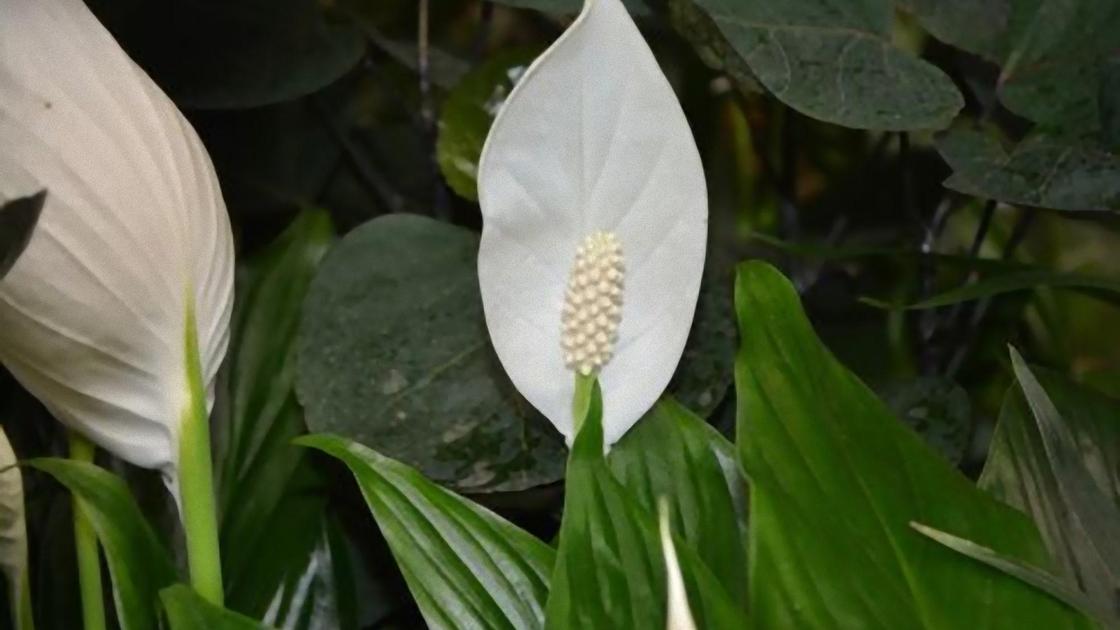 Cпатифиллум цветущий