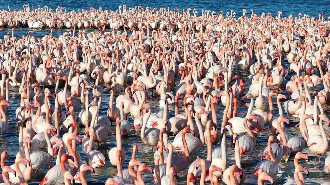 Розовые фламинго на Каспии
