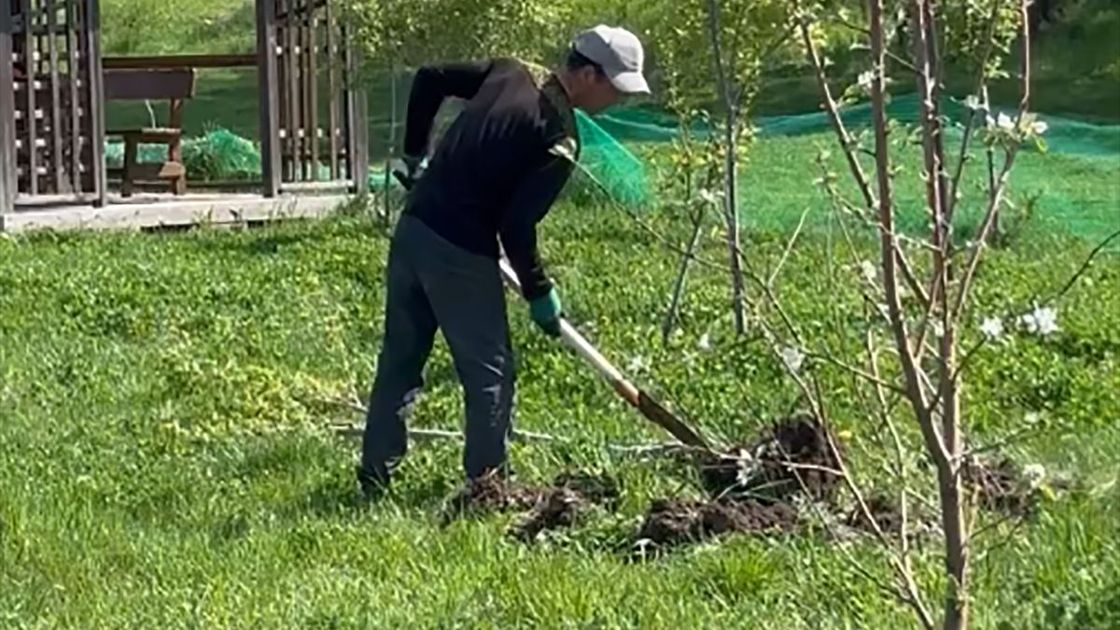 Пересадка деревьев