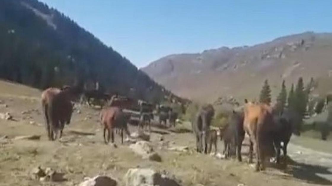 Пропавшие лошади в Алматинской области