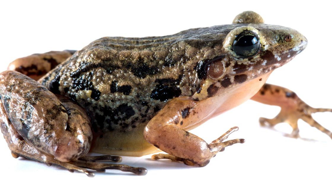 Adenomera varcena