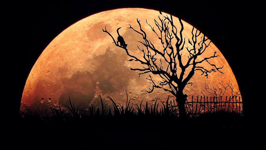 Дерево на фоне восходящей полной Луны