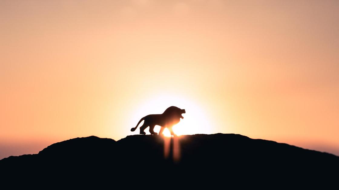 Лев на горе напротив заходящего солнца