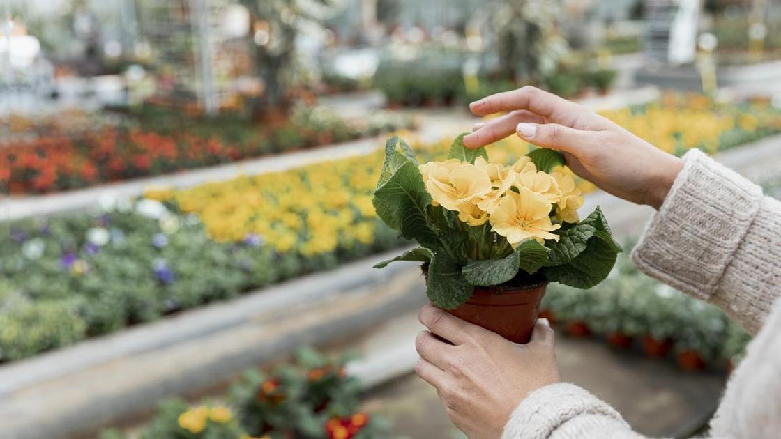 Женщина держит в руках горшок с цветущим комнатным растением