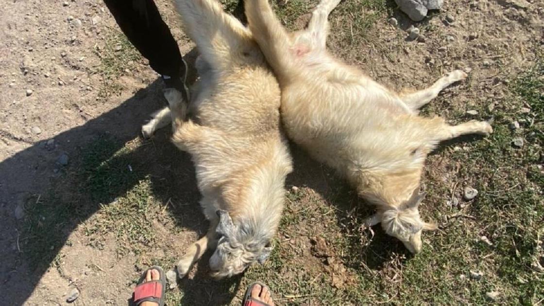 Купленные накануне туши козлят, которые позднее использовали в игре.