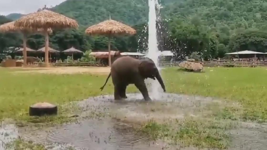 Слоник играет с водопроводом