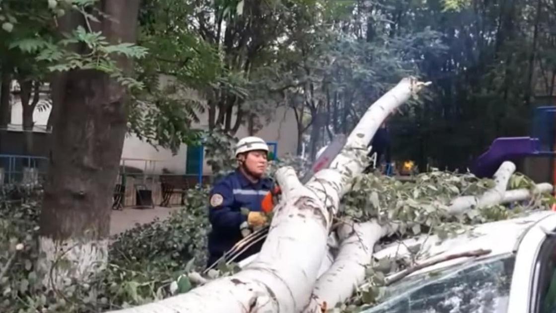 Сотрудник ДЧС распиливает упавшее дерево